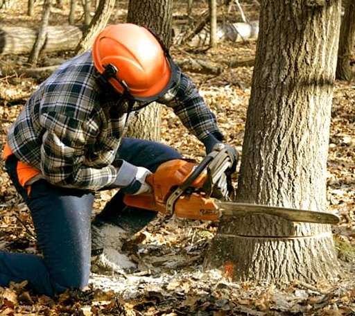 Tree Removal in Bybee, TN